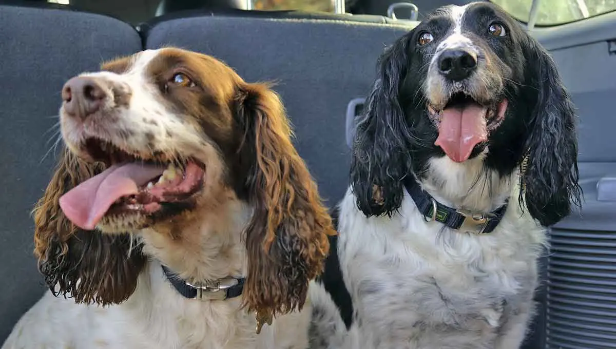 brown black english springer spaniels car