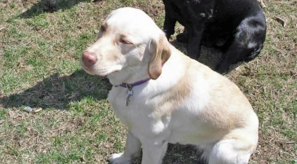 brown black yellow labs three coat colors together