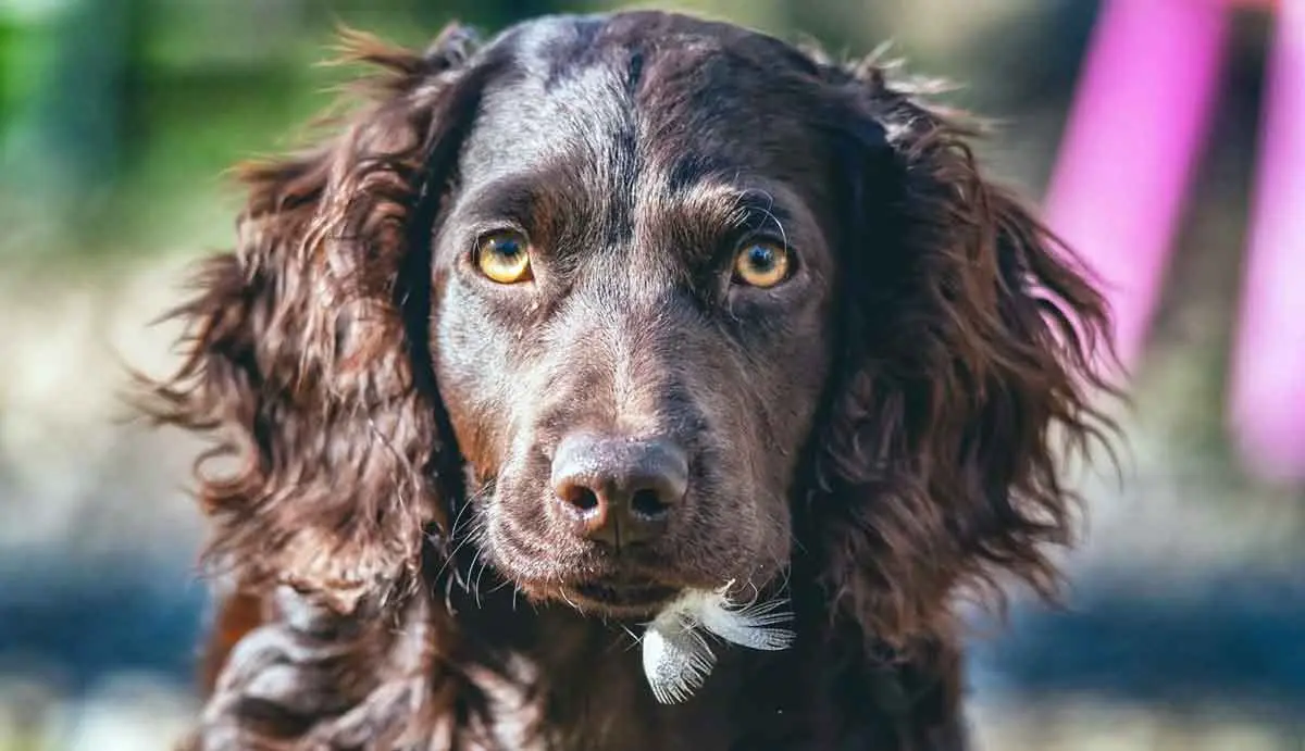 brown boykins spaniel close up