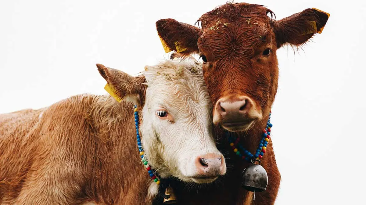 brown cattle close together