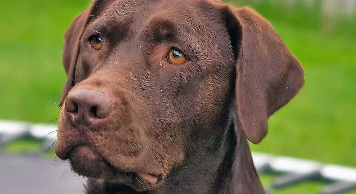 brown chocolate labrador retreiver face