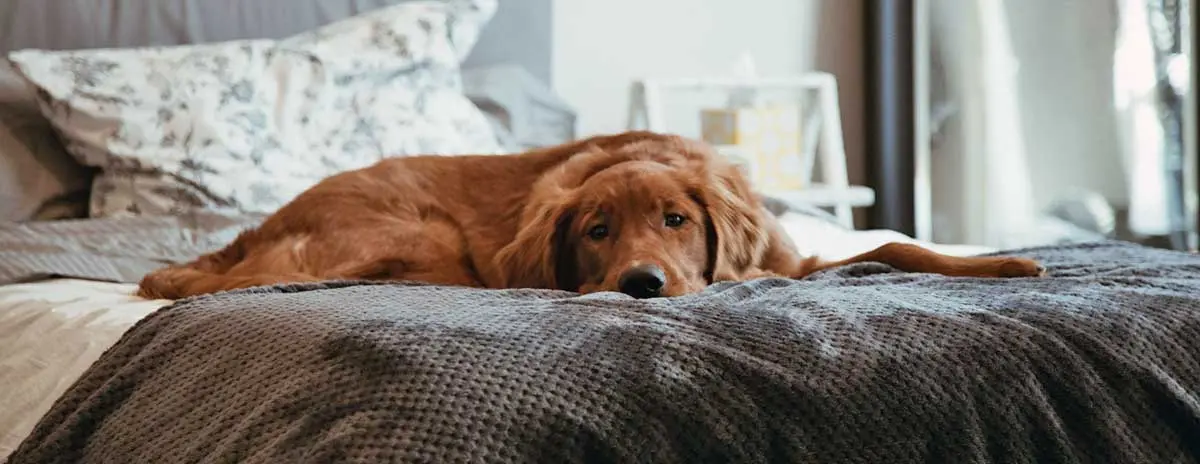 brown dog laying on bed