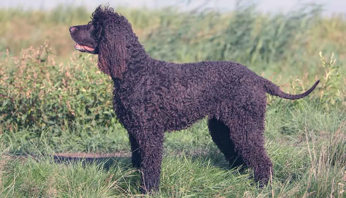 brown irish water spaniel in grass