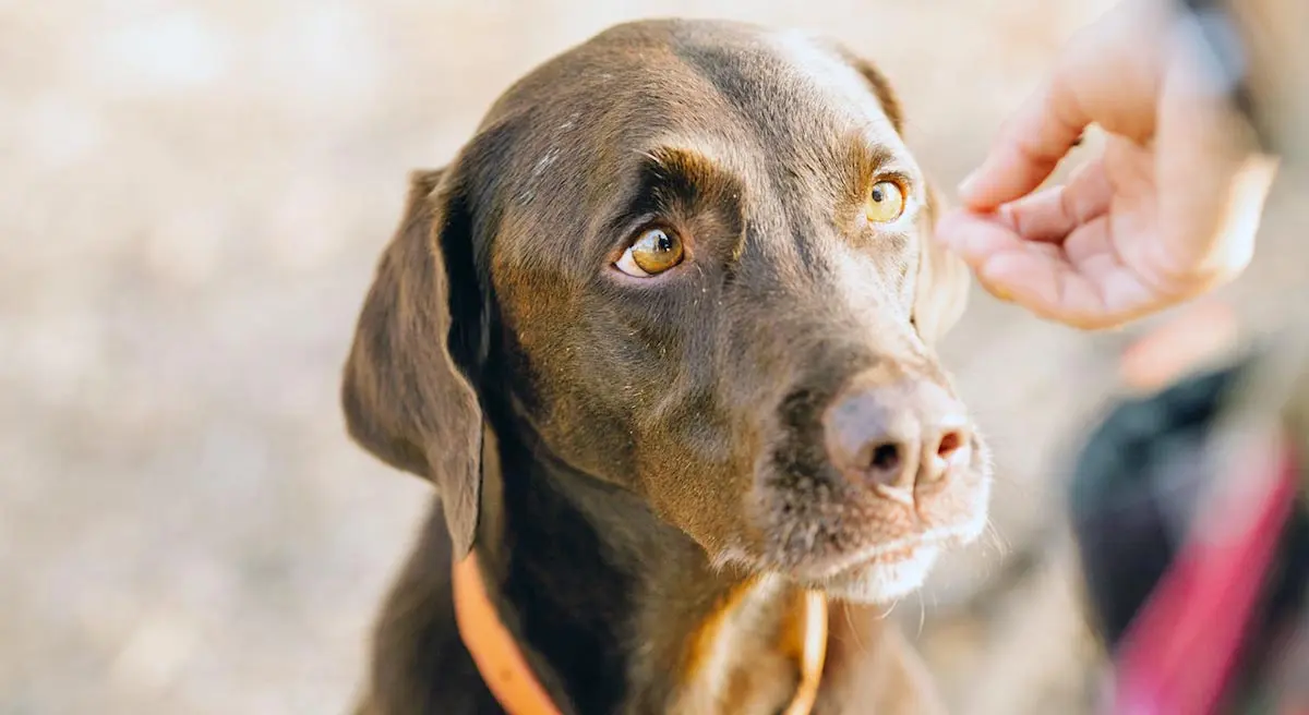 brown labrador retriever outdoors