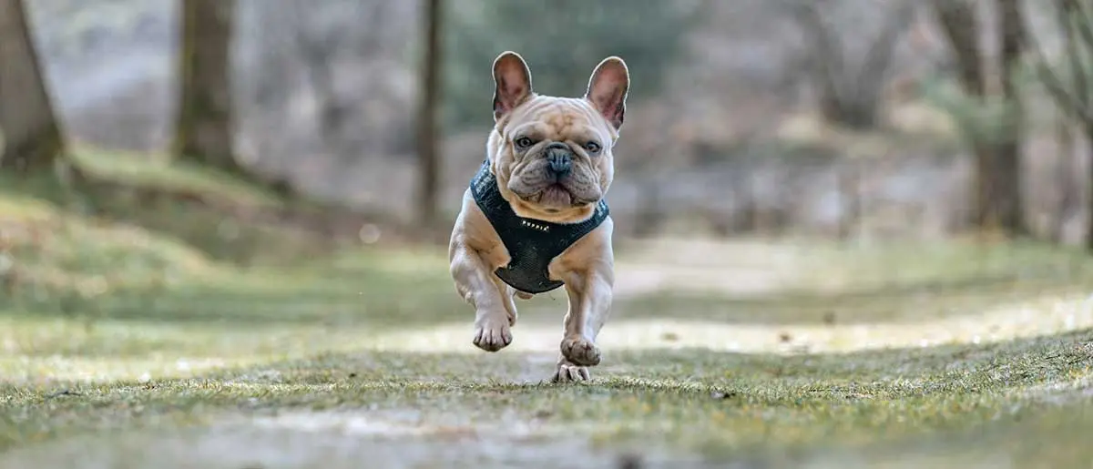 brown pug running towards camera