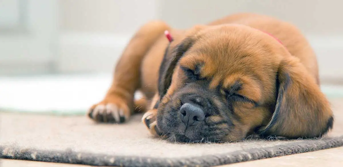 brown puppy sleeping mat