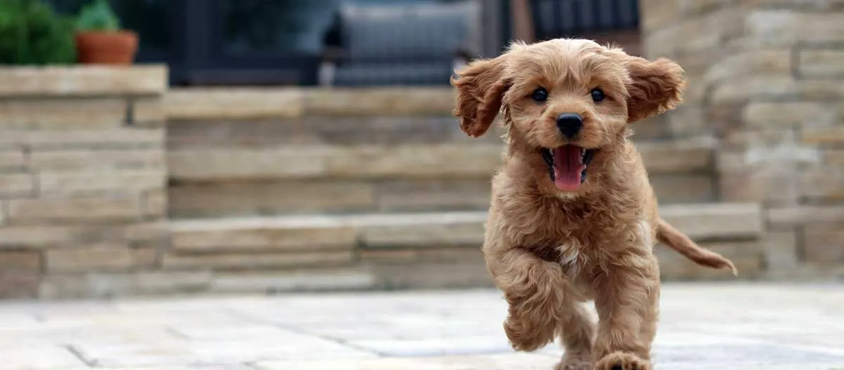 brown puppy with tongue out and wagging tail