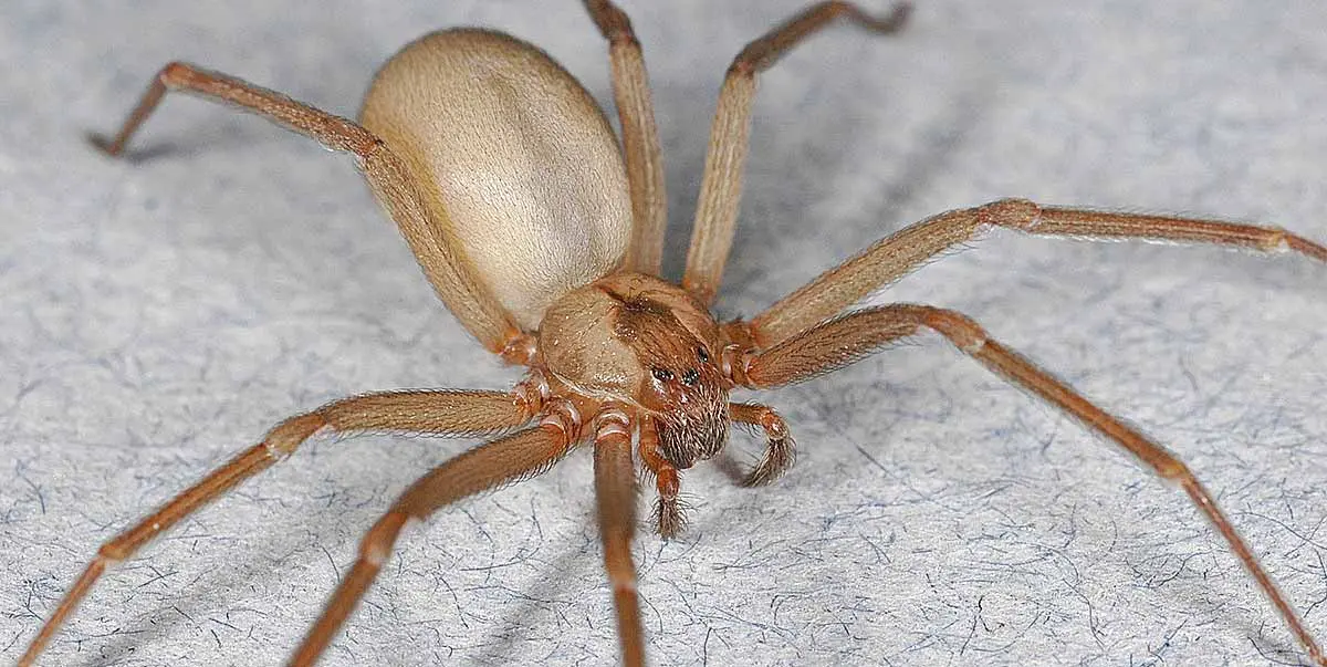 brown recluse spider