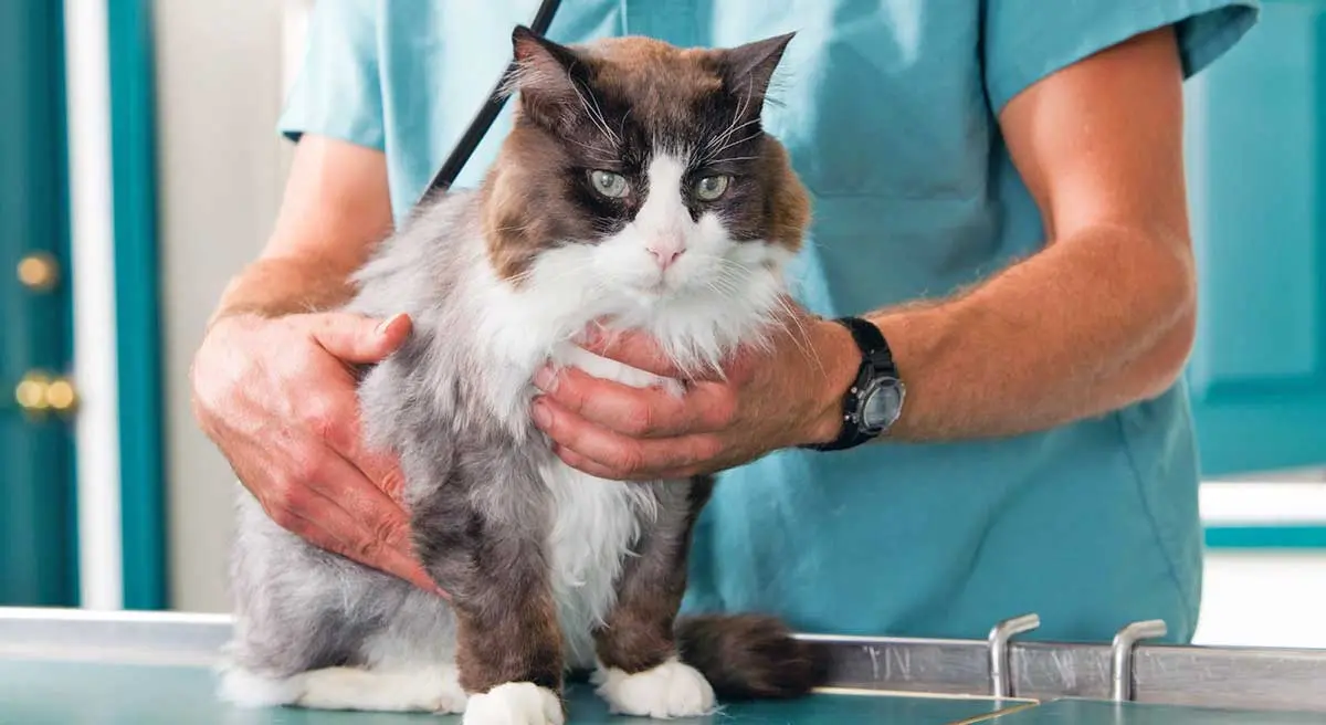 brown white cat vet