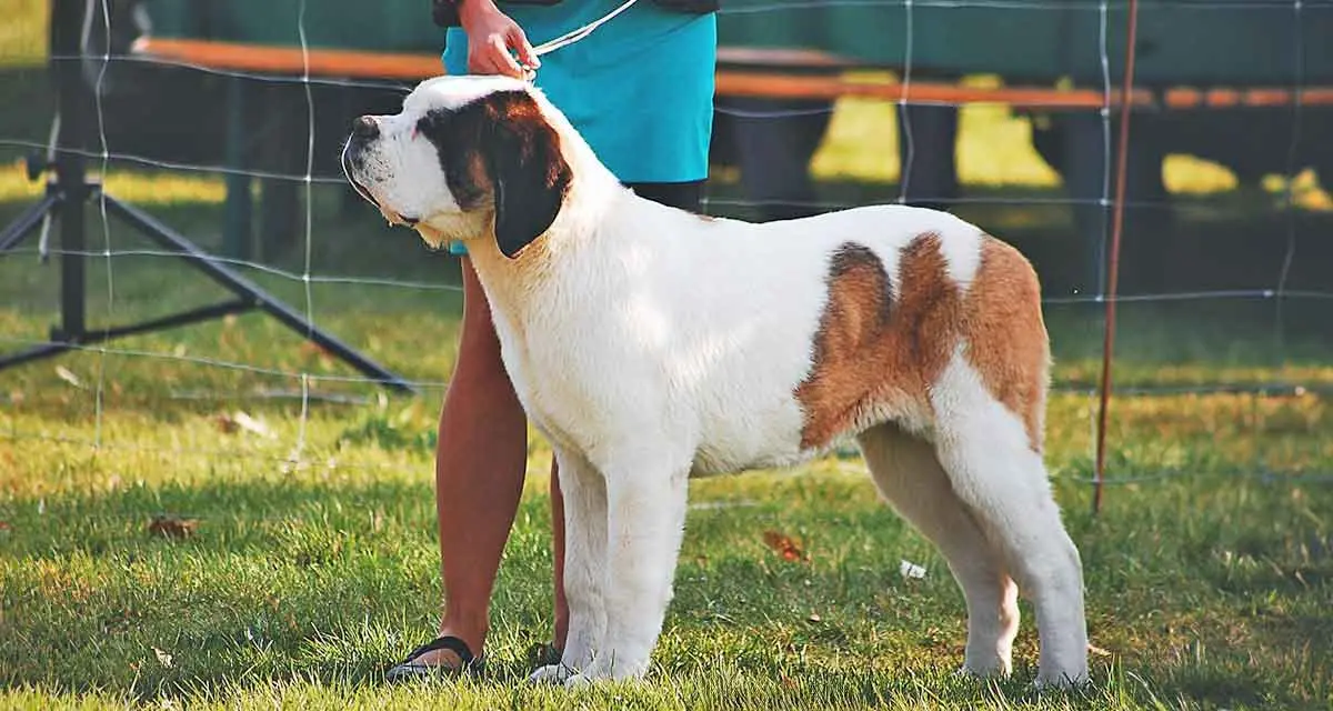 brown white dog showing