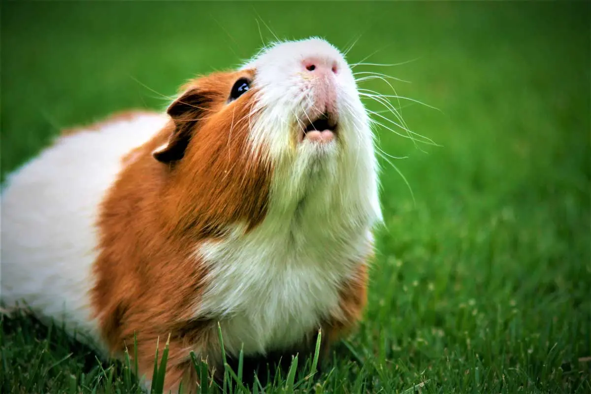 brown white guinea pig