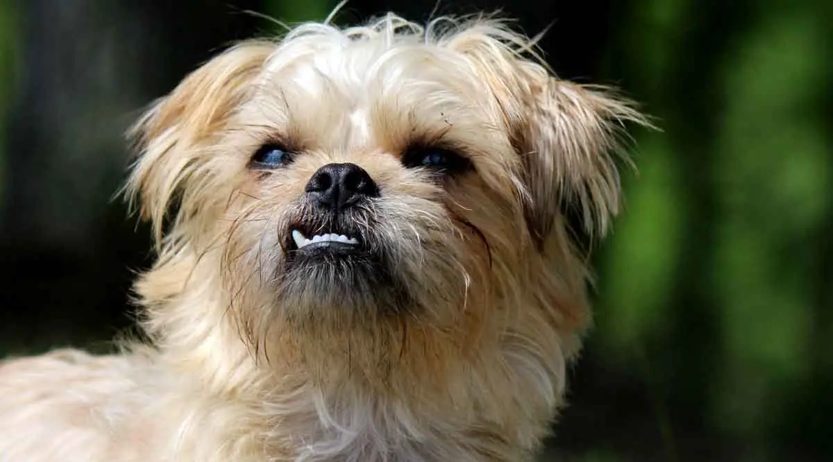 brussels griffon