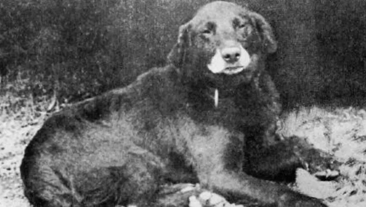 buccleuch avon early labrador retreiver history