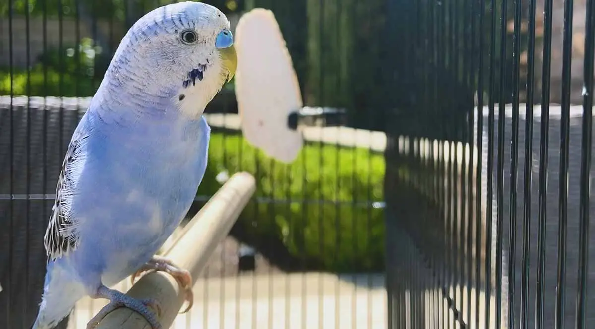 budgie in cage