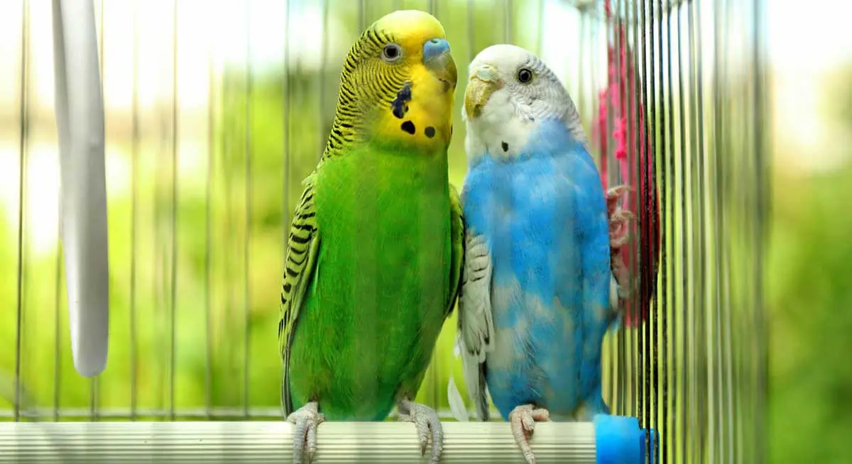 budgies