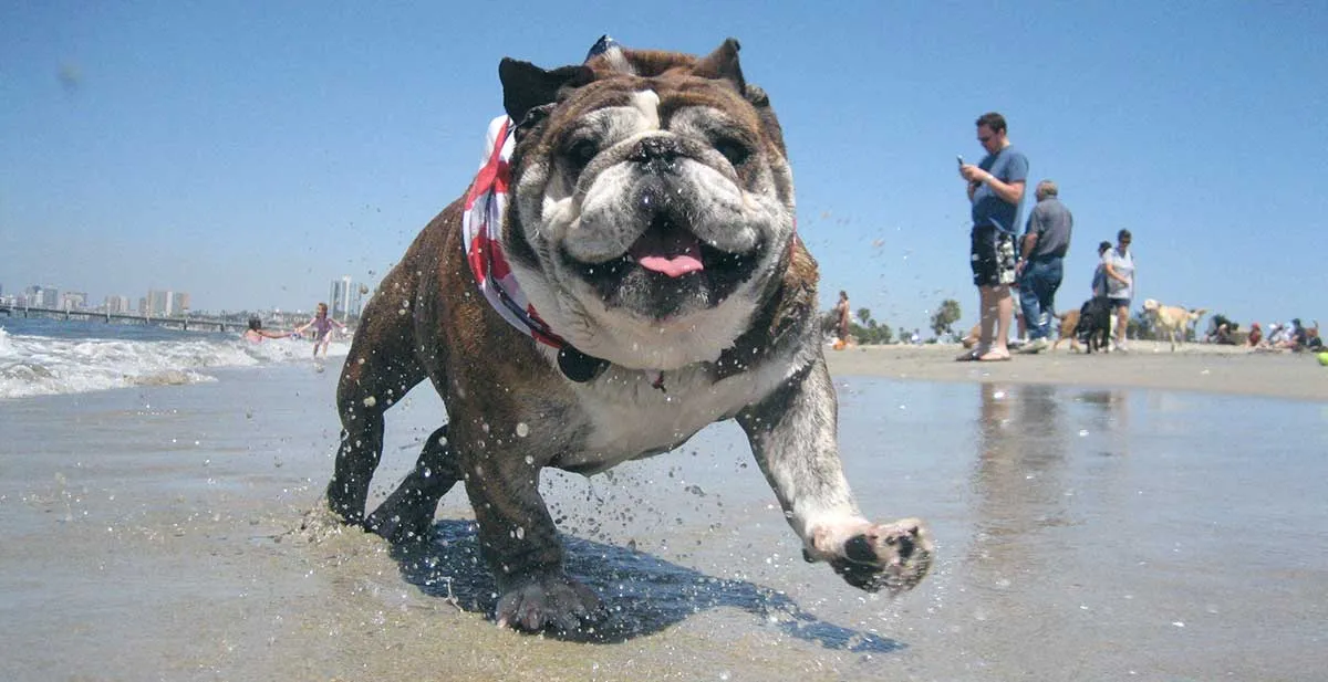 bulldog at california beach