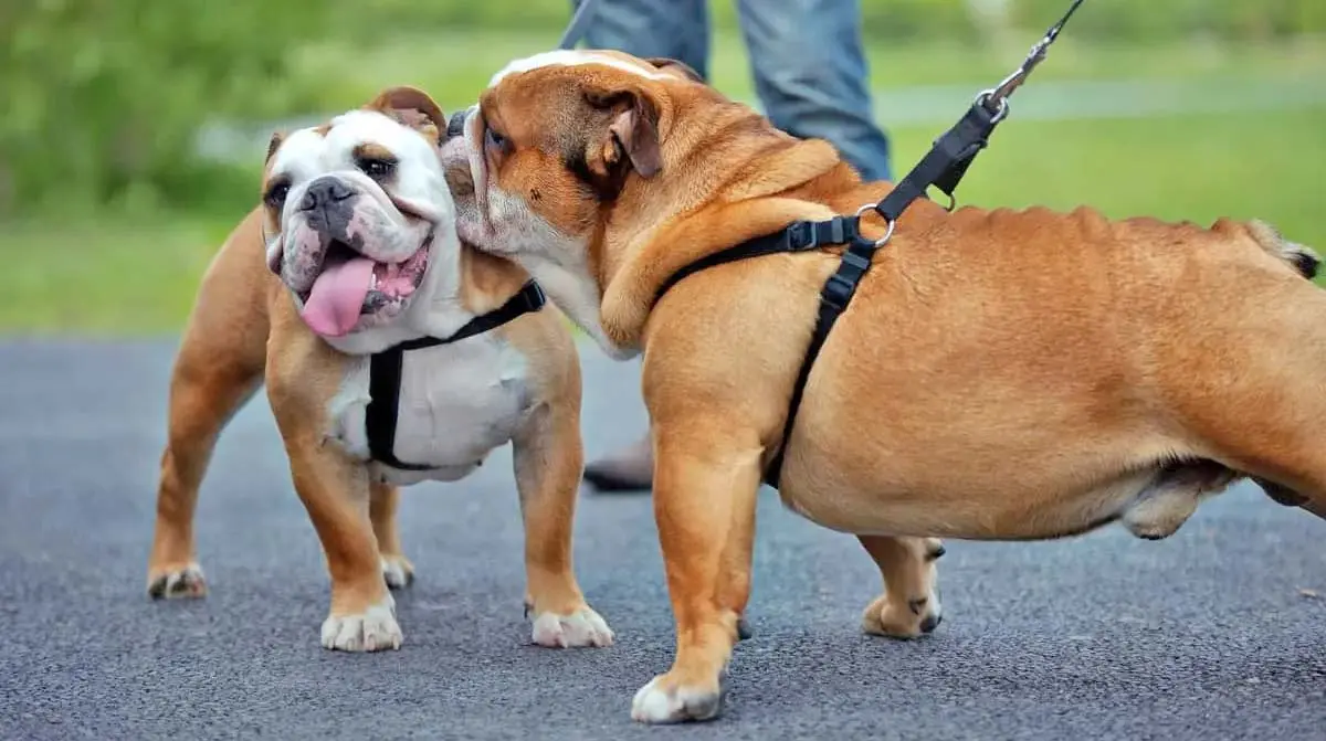 bulldogs walking