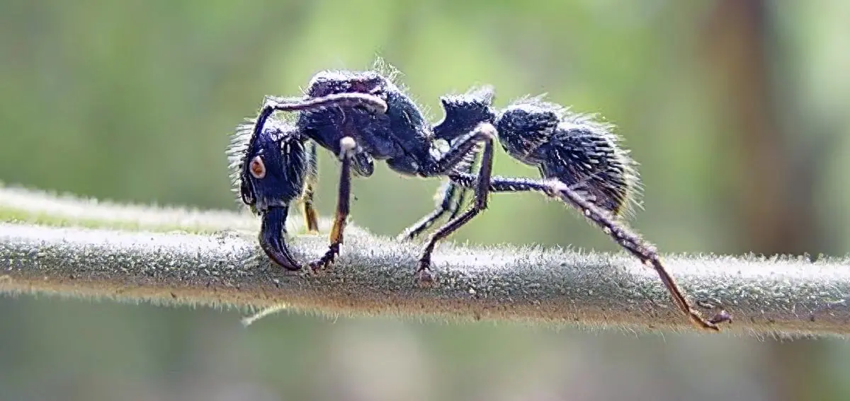 bullet ant most painful sting