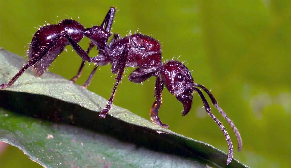 bullet ant