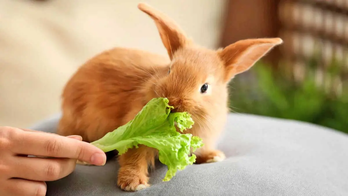 bunny rabbit nibbling lettuce
