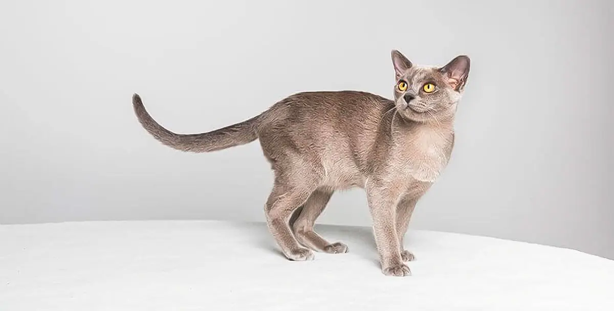 burmese cat