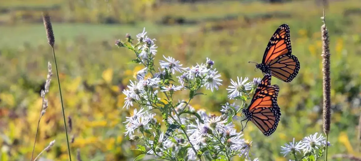 butterflies in field