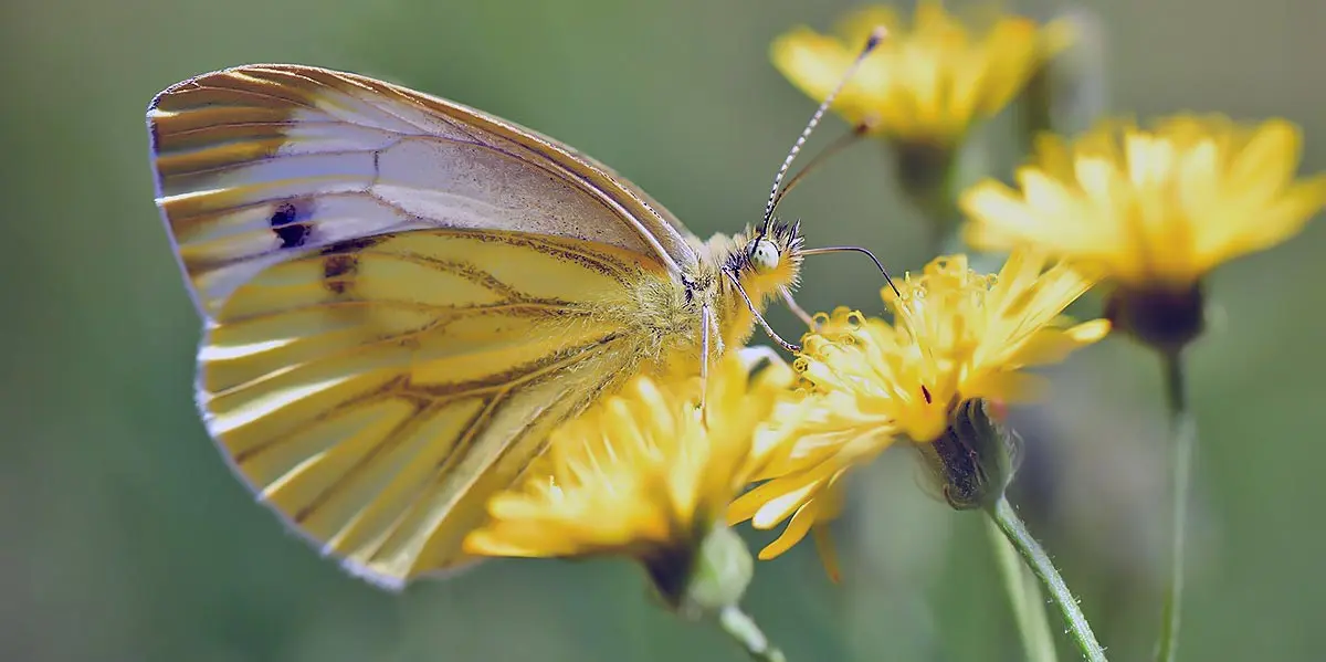 butterfly pollinating flower