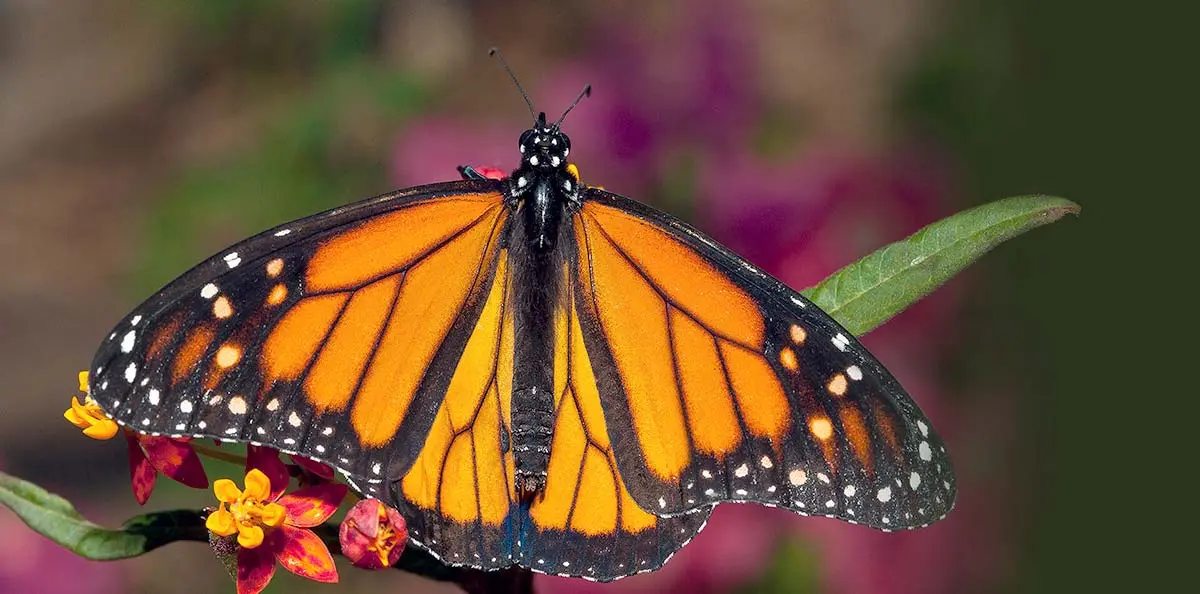 butterfly resting