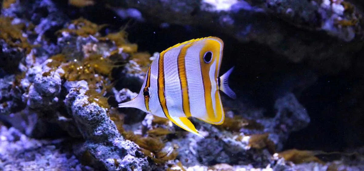 butterflyfish in aquarium