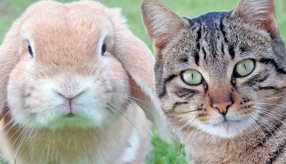 can cats and rabbits get along
