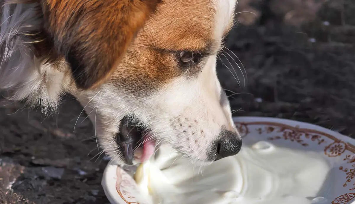 can dogs drink milk benefits risks