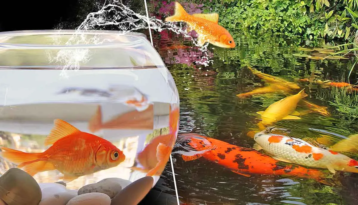 can tank fish survive in a pond or stream