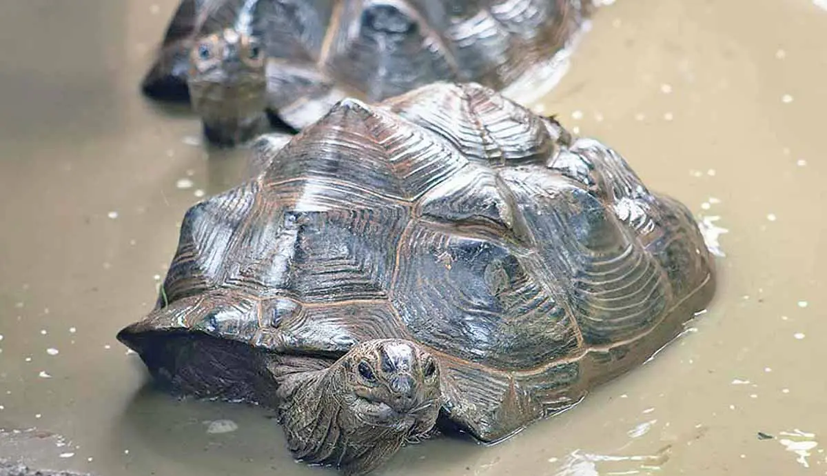 can tortoises swim