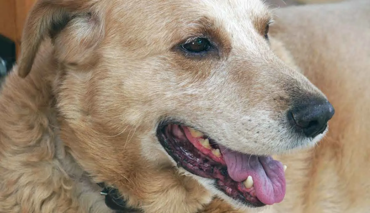 cancer in dogs senior dog