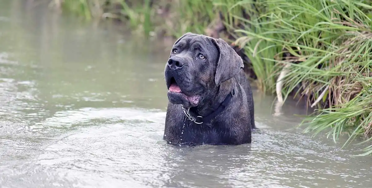 Cane Corso Unleashed: What to Know
