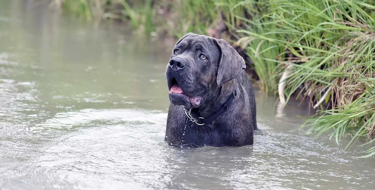 cane corso swimming river water