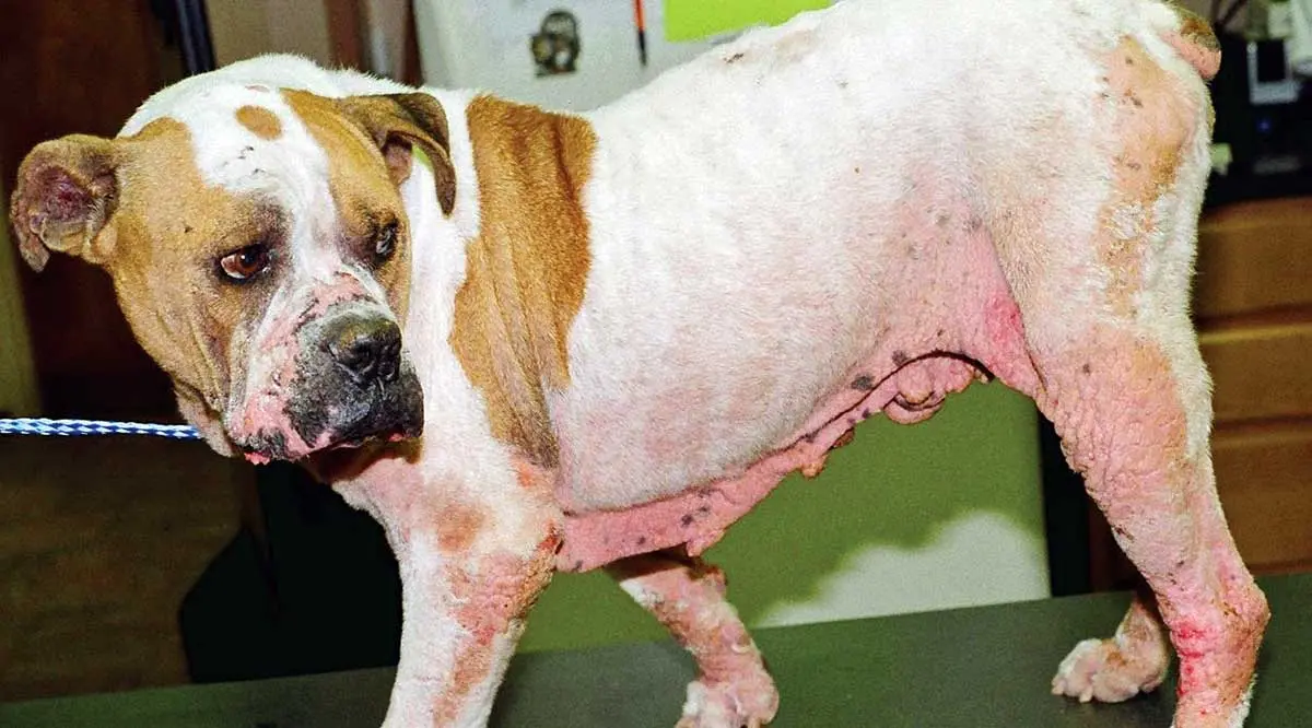 canine atopic dermatitis