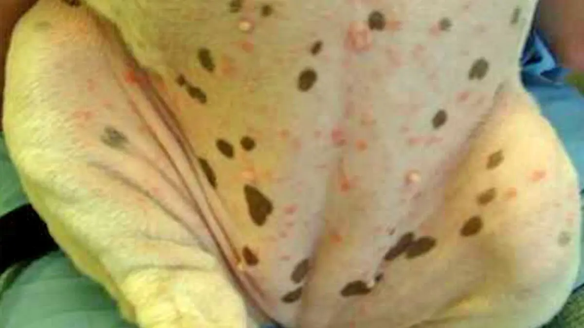 canine impetigo.jpg