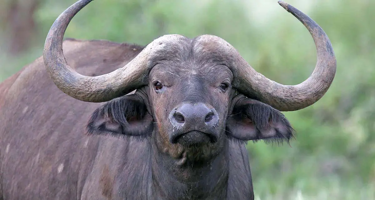 cape buffalo