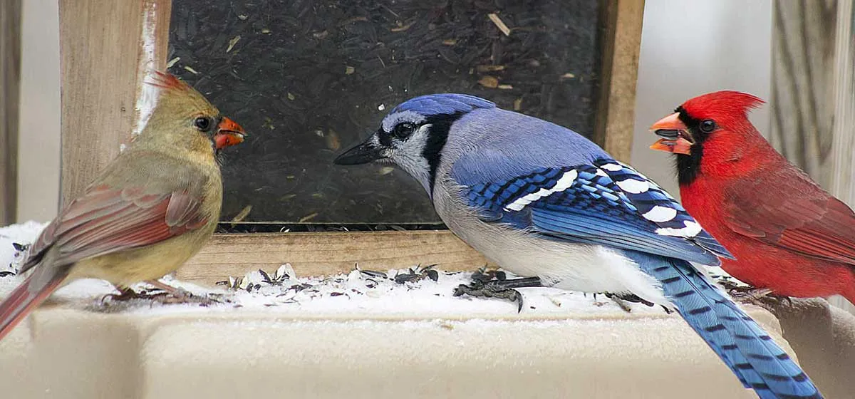 cardinals blue jay eating in winter