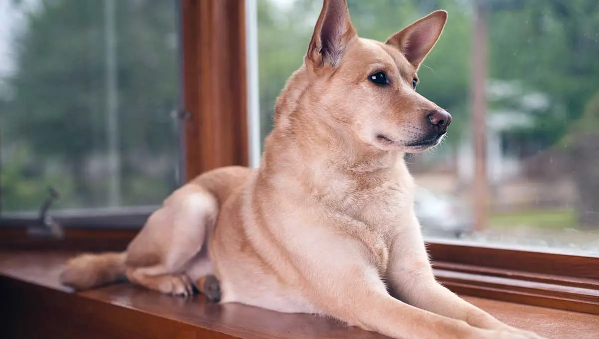 carolina dog laying windowsil