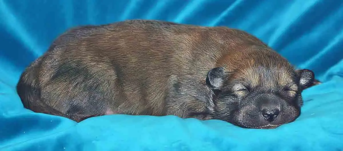 carolina dog puppy sleeping