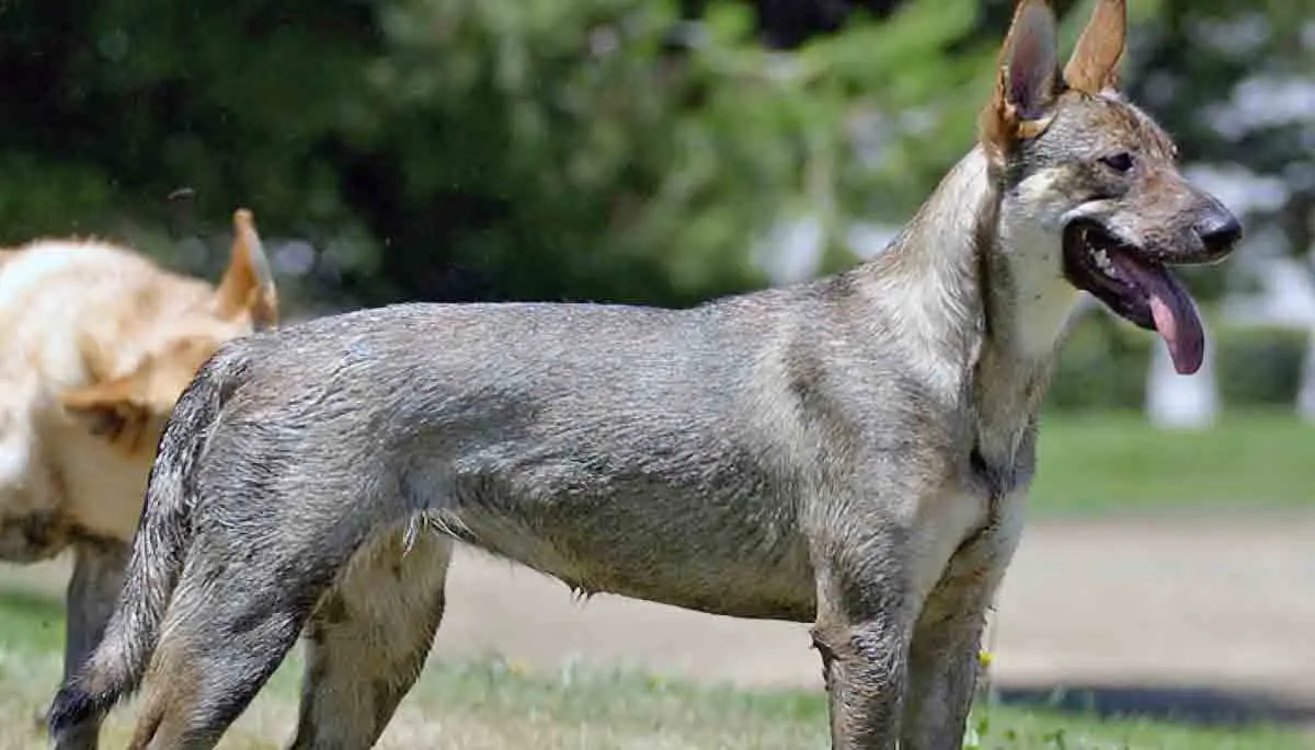 carolina dog sable grass tongue out