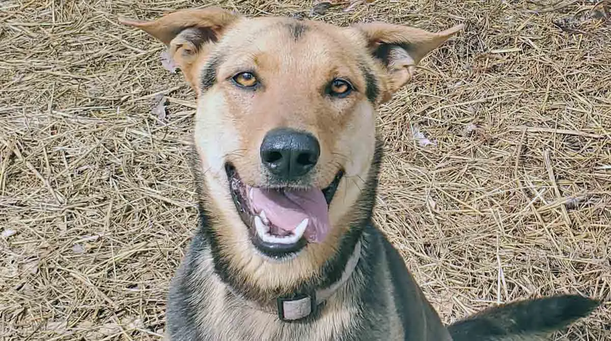 carolina dog smiling garden