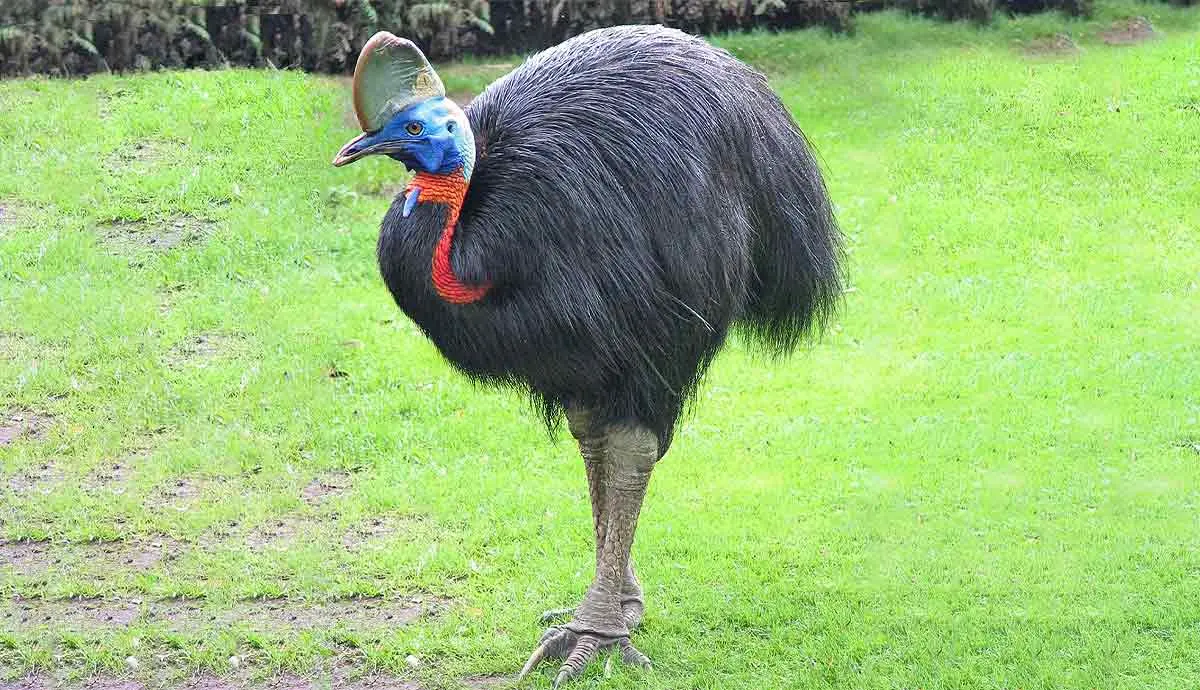 cassowary