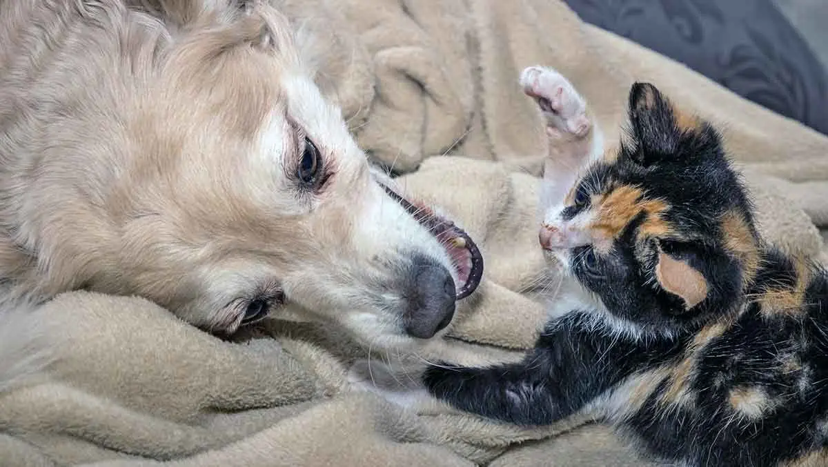 cat and dog playing