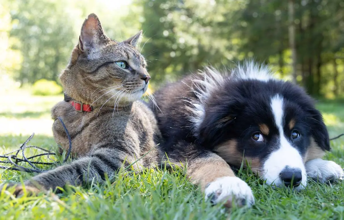 cat and puppy on grass