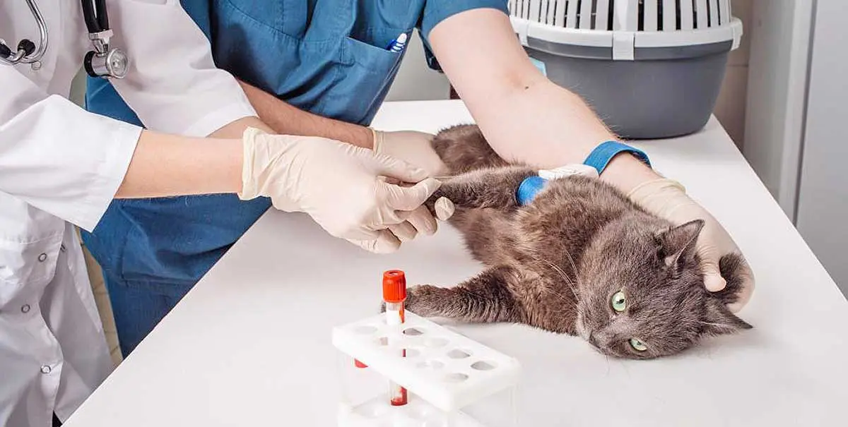 cat blood veterinarian
