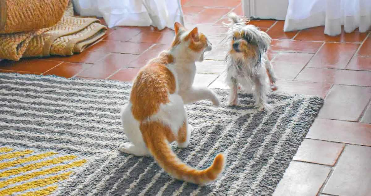 cat dog fighting