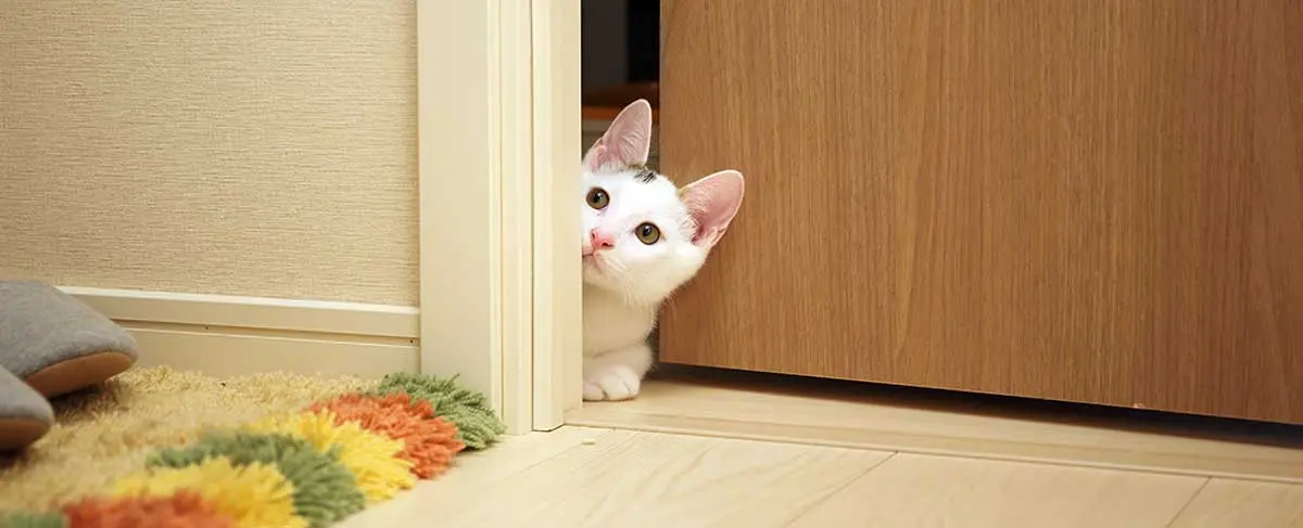 cat door